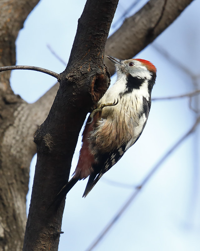 Middle spotted Woodpecker