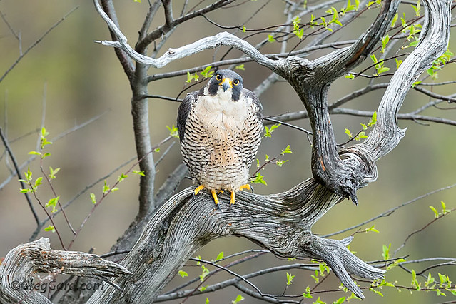 Peregrine Falcon resting on a branch