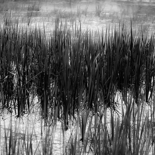 d5000 dof nikon volobog abstract blackwhite blur bog bw grass marshland monochrome natural noahbw pond reeds spring square standingpond water wetlands blackandwhite marshlandgrasses
