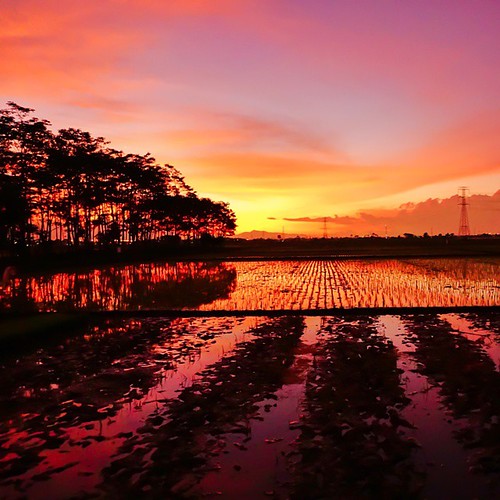 The padi sunset #indonesia #u_phy #infotourismindo #switcheyesnap #loveroyal3 #fp_society #natgeo #instanusantara  @instanusantara @infotourismindo #indonesia_photography @indonesia_photography #HDR # by kodc98flick, square squareformat iphoneography instagramapp uploaded:by=instagram