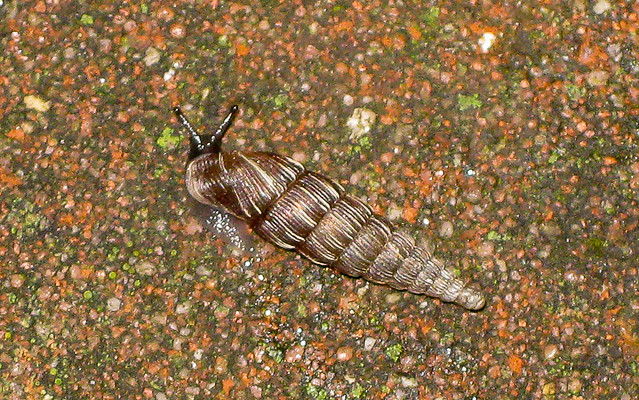 Minischnecken - Clausiliidae - Schließmundschnecke -20140730 / Voelkersbach / Germany