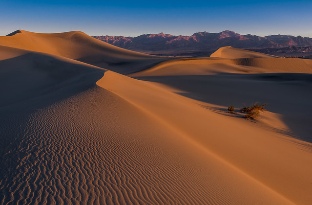 Mesquite Dunes at Dawn