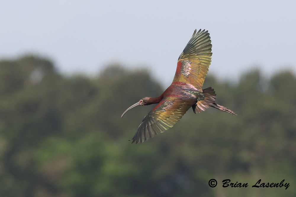 White-Faced Ibis Flying Over a Marsh