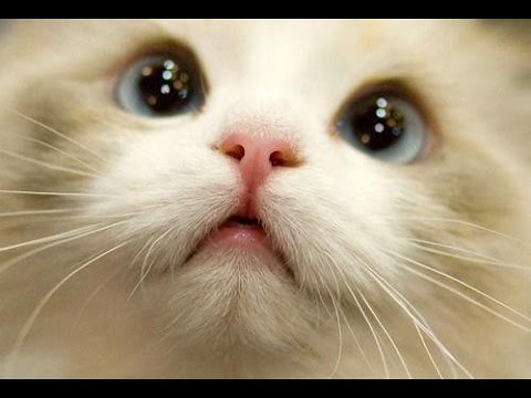 BEST 2 HOUR LONG FUNNY CAT COMPILATION - BIGGEST VIDEO of … | Flickr