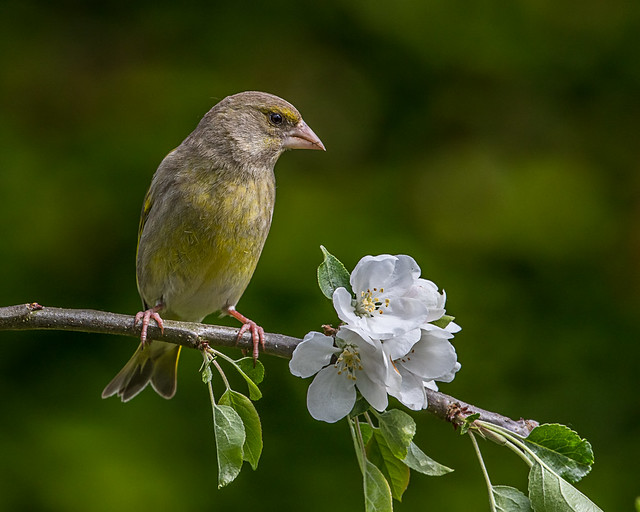 Greenfinch in the Apple Tree