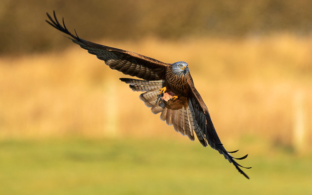 Red-Kite---Lunch-Aquired