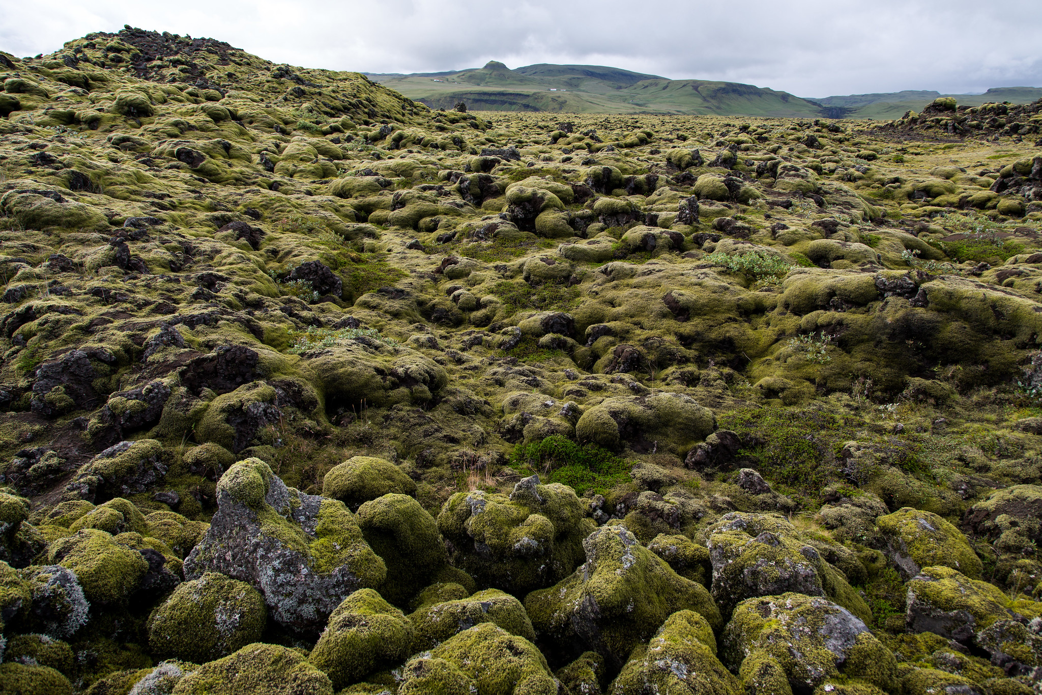 Lava field - Iceland