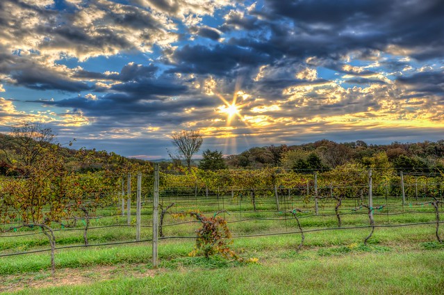 Early Morning in the Vineyard