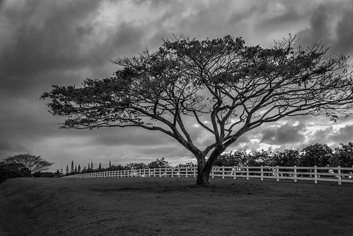 sky white tree fence landscape hawaii blackwhite unitedstates sony kauai kilauea a65
