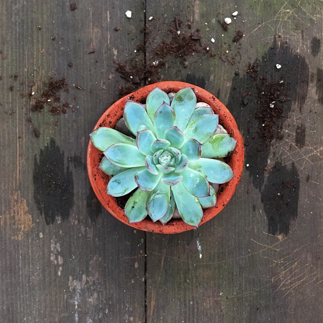 Potted this little guy up today 🍃💚🌱 #succulentlove #succulentjunkie #igers_philly #liveauthentic #pictapgo_app #livefolk