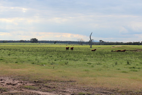 sky nature field landscape weide cattle cows natur himmel australia judith australien landschaft stratford kühe becker munro 2014 rinder weidefläche