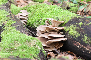 Austernseitling (Pleurotus ostreatus)