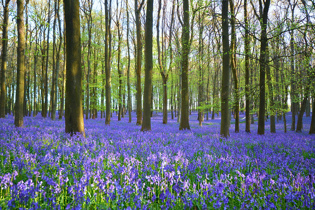 Bluebells in spring woodlands