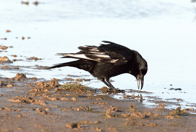 Carrion Crow,Cleethorpes,Lincolnshire.