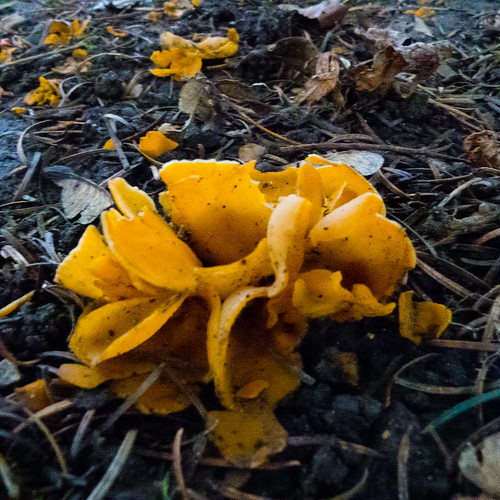 Clump of orange peel fungus
