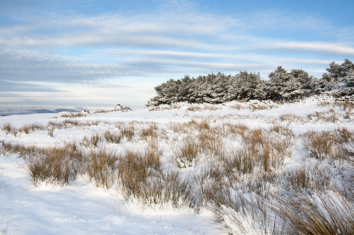 trees winter england sky snow pine reeds landscape snowy derbyshire edge coombes charlesworth highclouds