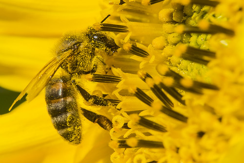 macro yellow bee honey honeybee macrophoto macrophotography 2x 105mmf28 d810