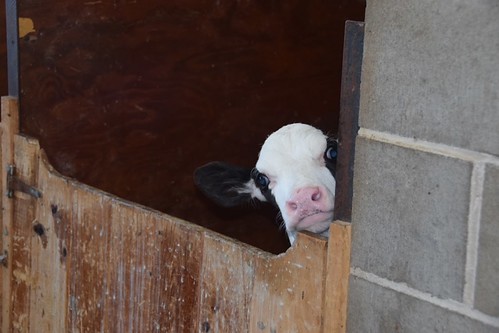 Peek-a-boo! | by Claire Saintonge