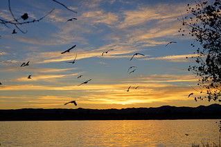 Gulls At Sunset