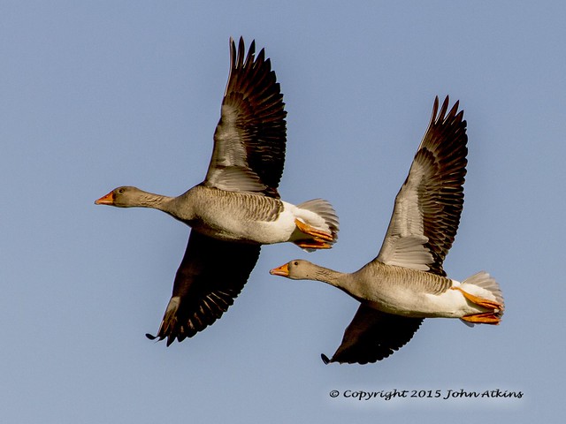 Geese in Flight at Nene Park 20/11/15