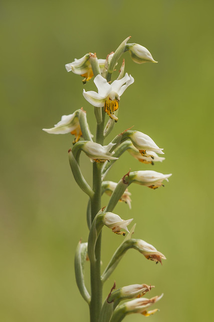Orquídea  -  Gavilea venosa