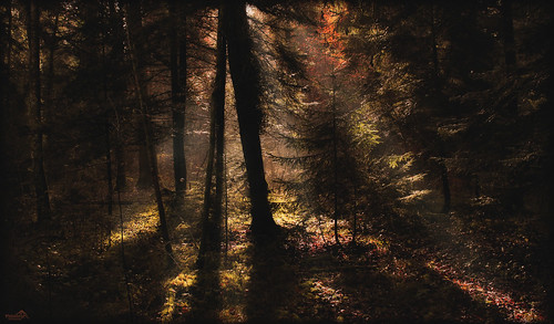 autumn trees fall nature forest canon dark season schweiz switzerland europe lonelyplanet sunrays nationalgeographic berneseoberland cantonberne