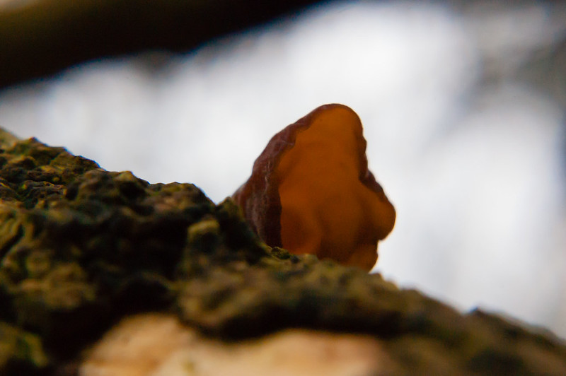 Fungi? Ear, ear