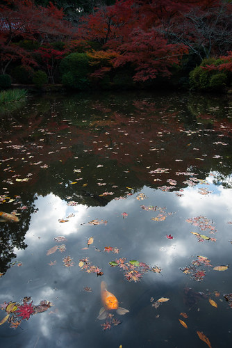 autumn nature leaves japan temple leaf pond nara maples