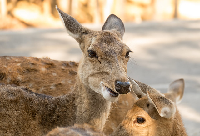 Deer, Khon Kaen Zoo, Thailand