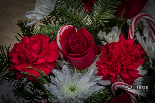 travel flowers red color floral beautiful rose canon prime flora day view artistic florida vibrant delivery bouquet candycane arrangements 60d furtographer ajhegephotography ajhégephotography alexandercopp