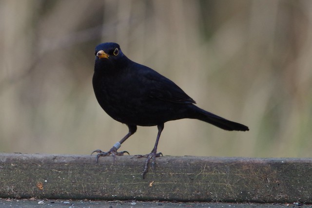IMGP5635 Blackbird, Wicken Fen, February 2014