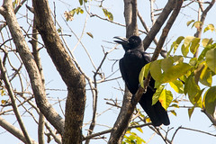 Jungle crow in Lumphini Park