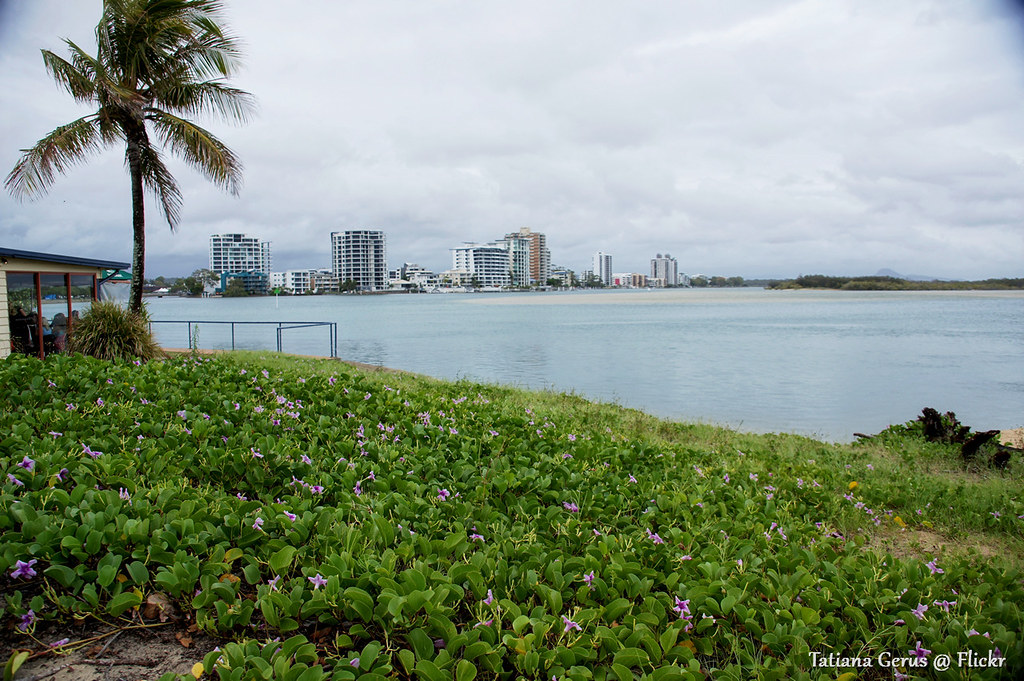 Maroochy River mouth with Beach-morning-glory flowers (3 photos)