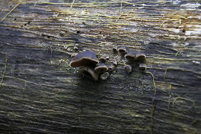 nature's fungi art