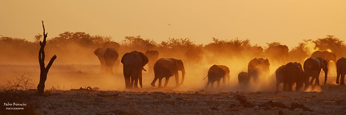 africa light sunset shadow red tramonto ombra natura safari journey silence elephants savannah namibia rosso far viaggio luce etosha silenzio savana elefanti lontano redshadows etoshanationalpark ombrerosse parconazionaledietosha