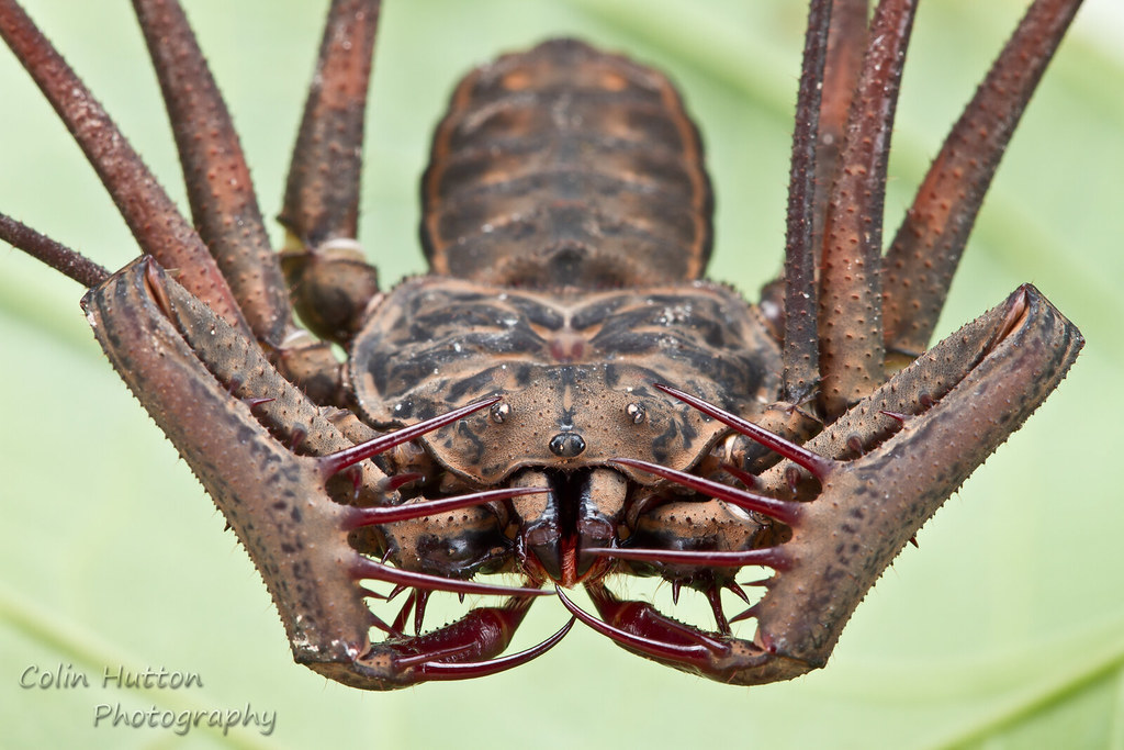 Tailless whip scorpion - Amblypygi | Colin Hutton | Flickr