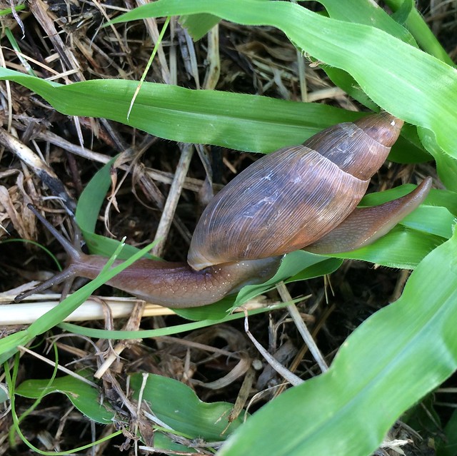 Snail traversing a blade of grass