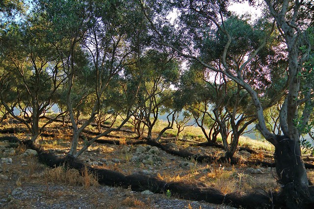 Olive Trees in Epirus, Greece