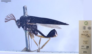 Thoracantha anchura Walker, 1846