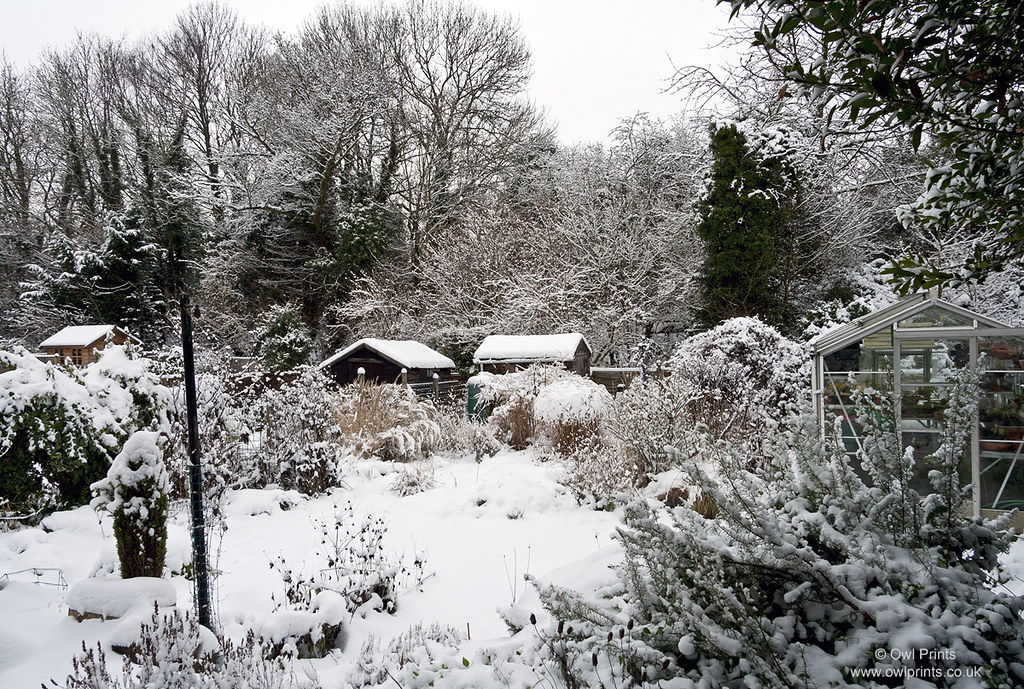 Snow in the garden. January 2013.