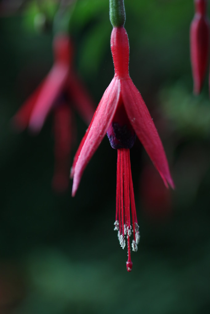 Fuchsia | Anneroos Troost | Flickr