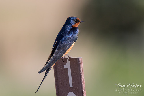 A beautiful Barn Swallow | by TonysTakes