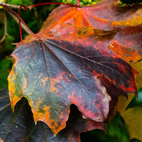 Autumn colours: gaudy maple leaf