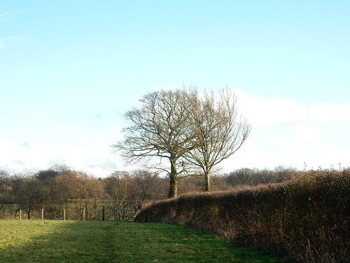 Trees with hedge Hayes to Knockholt