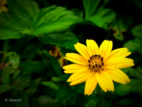 india nature yellow kerala wildflowers yellowflowers twop asuszenfone pixelmastercamera