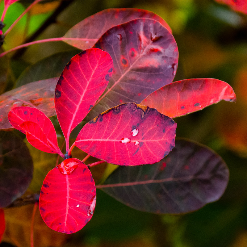 Autumn colour: cotinus