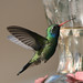 IMG_9481_hummer