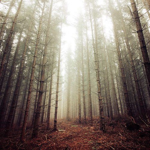 trees mist fog pine forest