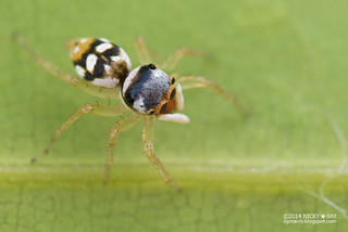 Jumping spider (Phintella sp.) - DSC_4228