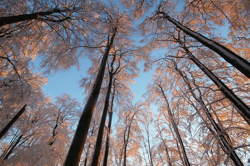 20150106-086F | Wald am Kreuzberg - Morgensonne. Rhön, 06.01.2015